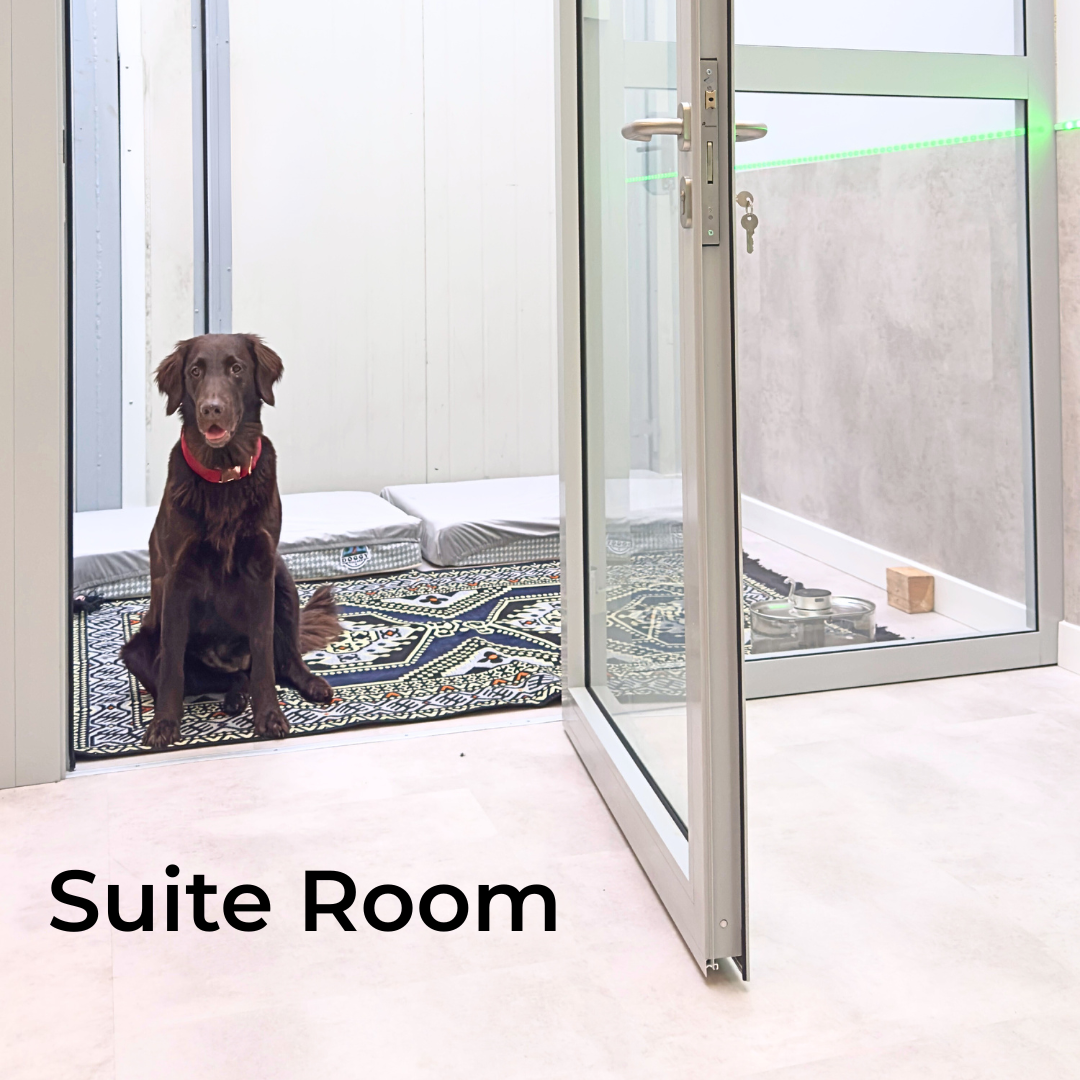 Suite Room