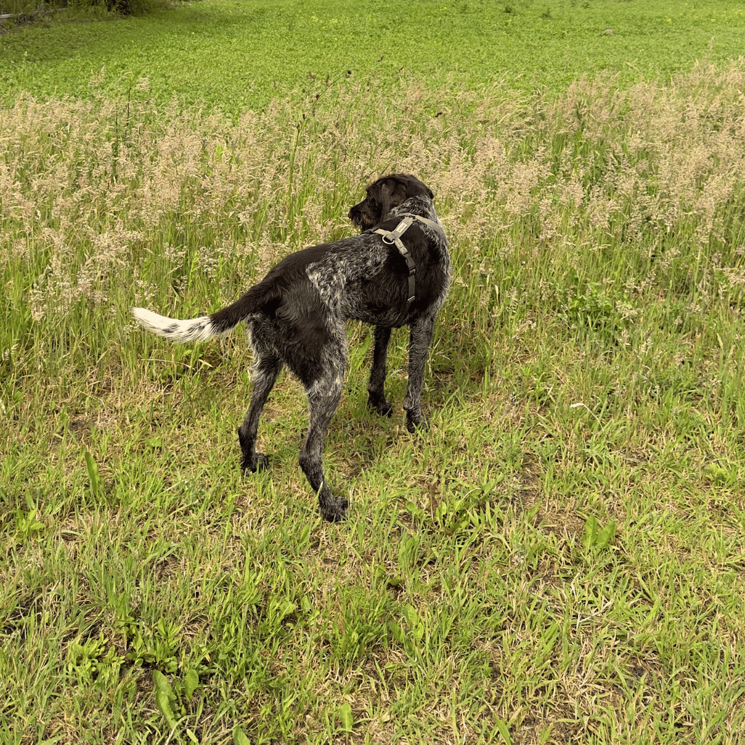Dog Park