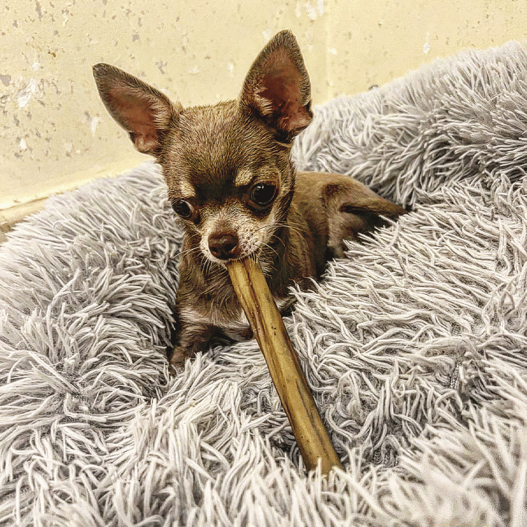 Gourmet Set - DV 7501 -150G - Doggy Village natural chews