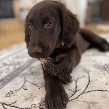 Gourmet Set - DV 7501 -150G - Doggy Village natural chews