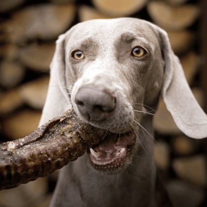 Zestaw z Konia- DV 7514 250G - Doggy Village