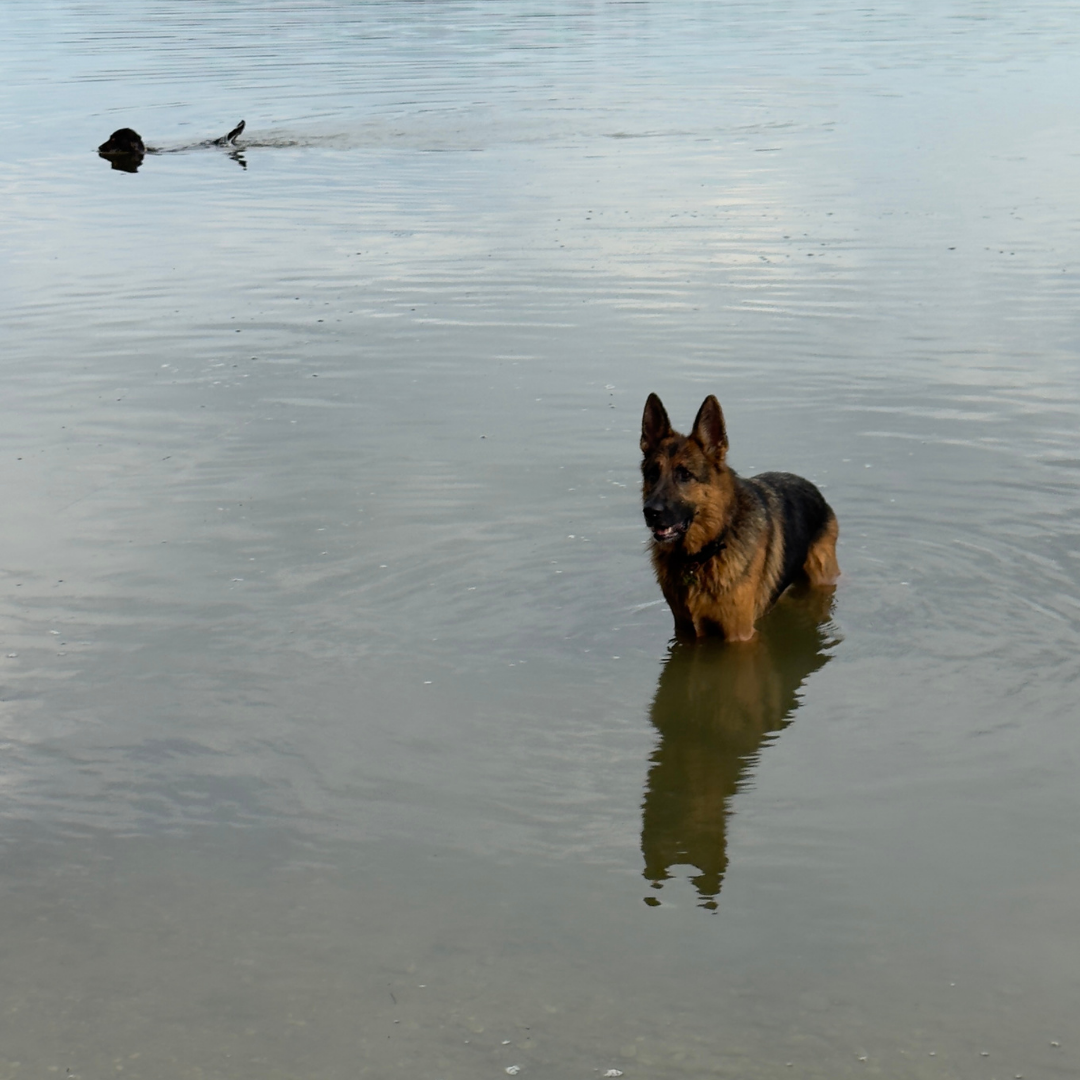 Apartament Emira – Doggy Village, Mazury (Imionek)