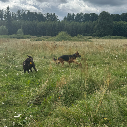 Apartament Emira – Doggy Village, Mazury (Imionek)