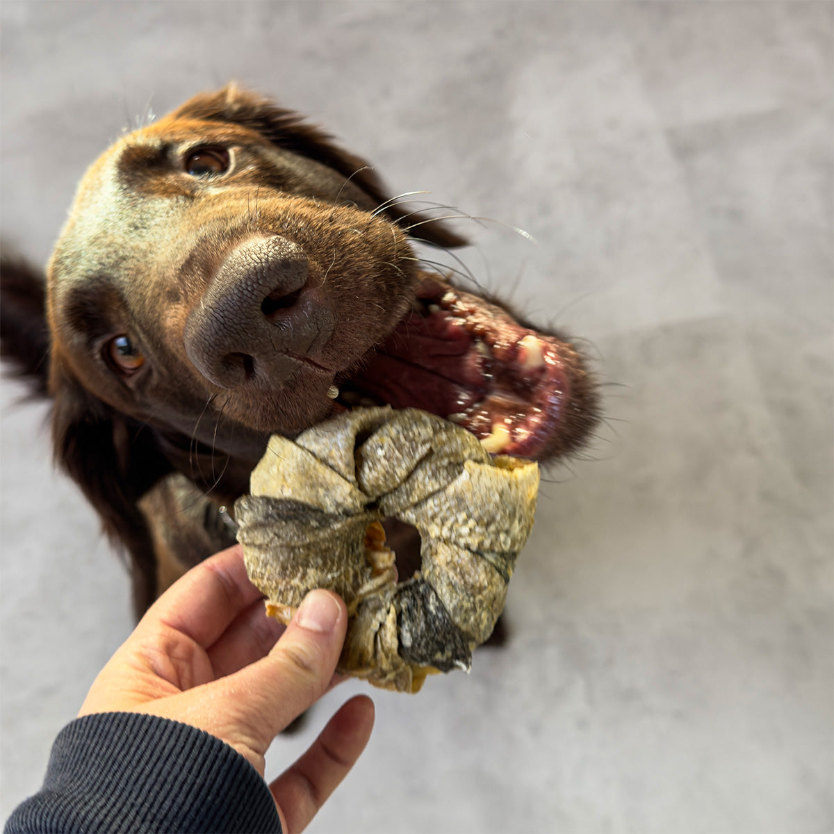 Vitbit Donuts 3 pieces DV 7531