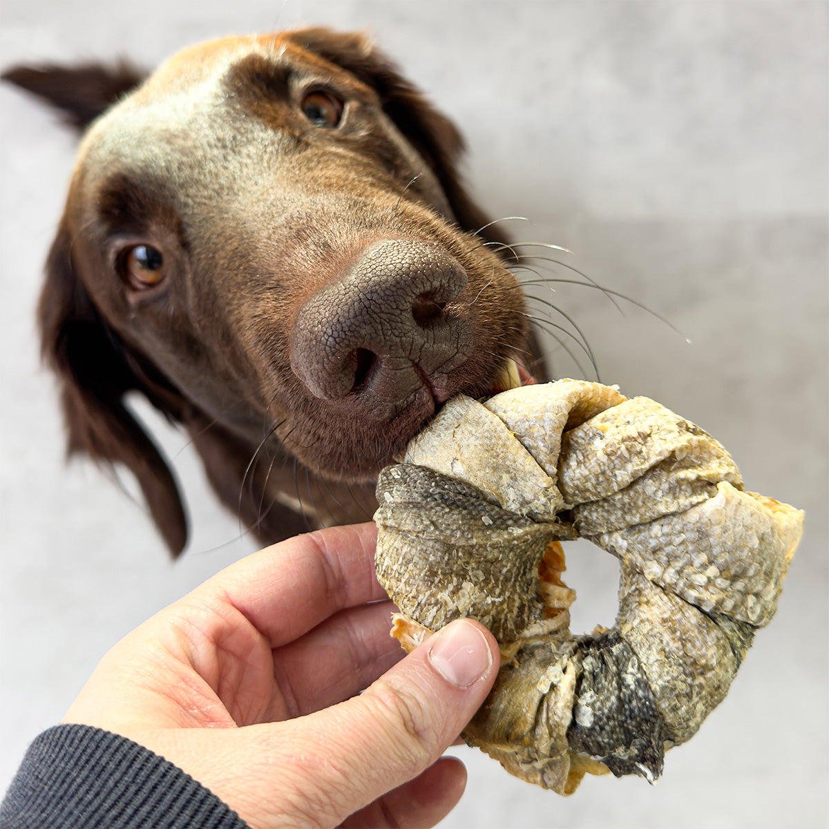 Vitbit Donuts 3 pieces DV 7531